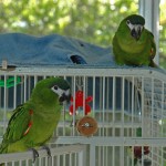 Hahn's macaws on cage