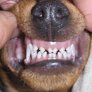 puppy biting can be improved with training!