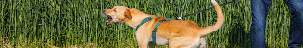 A yellow dog barking while pulling on leash.