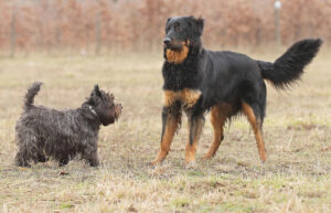 A small terrier and a large dog meet in a field.