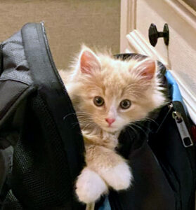 kitten ready to travel